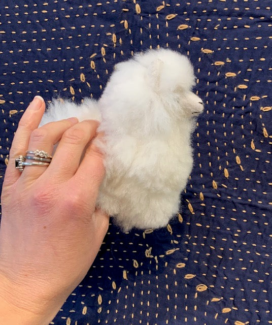 A tiny fluffy white alpaca held in a hand